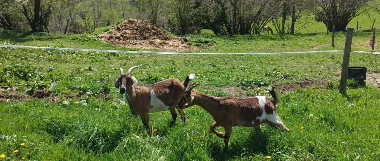 לינה וארוחת בוקר Sarrazac  La Ferme De Sapharey מראה חיצוני תמונה