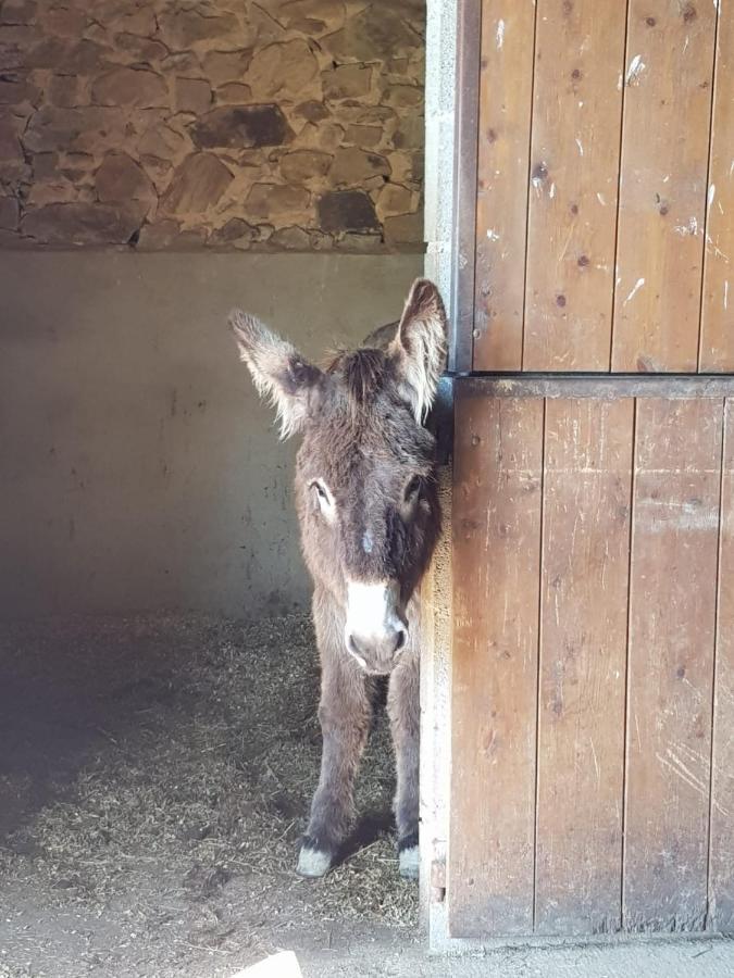 לינה וארוחת בוקר Sarrazac  La Ferme De Sapharey מראה חיצוני תמונה